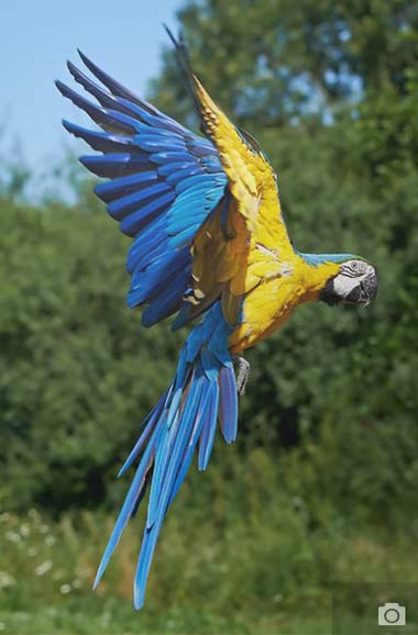 ara ararauna